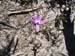  4.Wild orchid